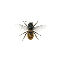 Osmia rufa